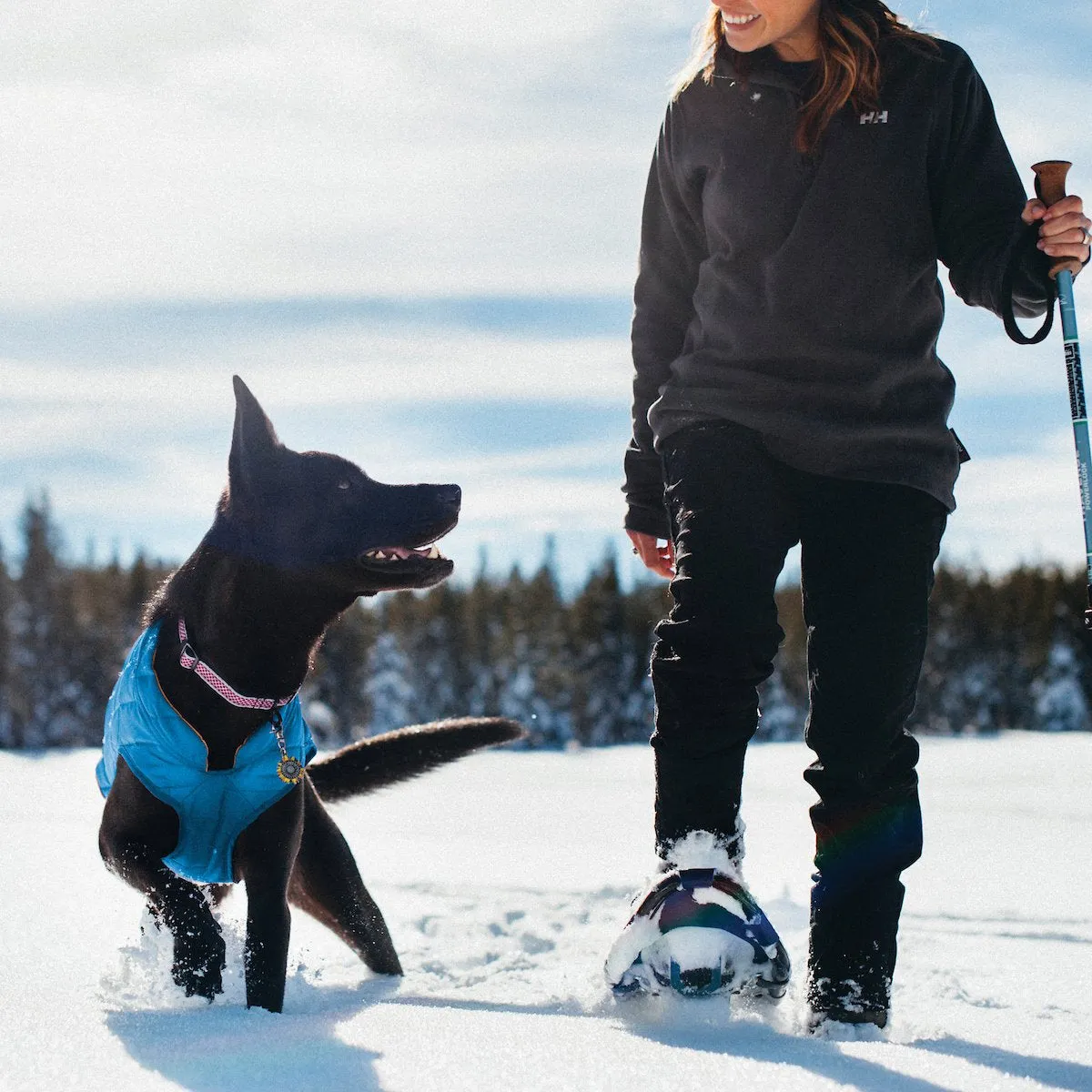 Loft Dog Jacket