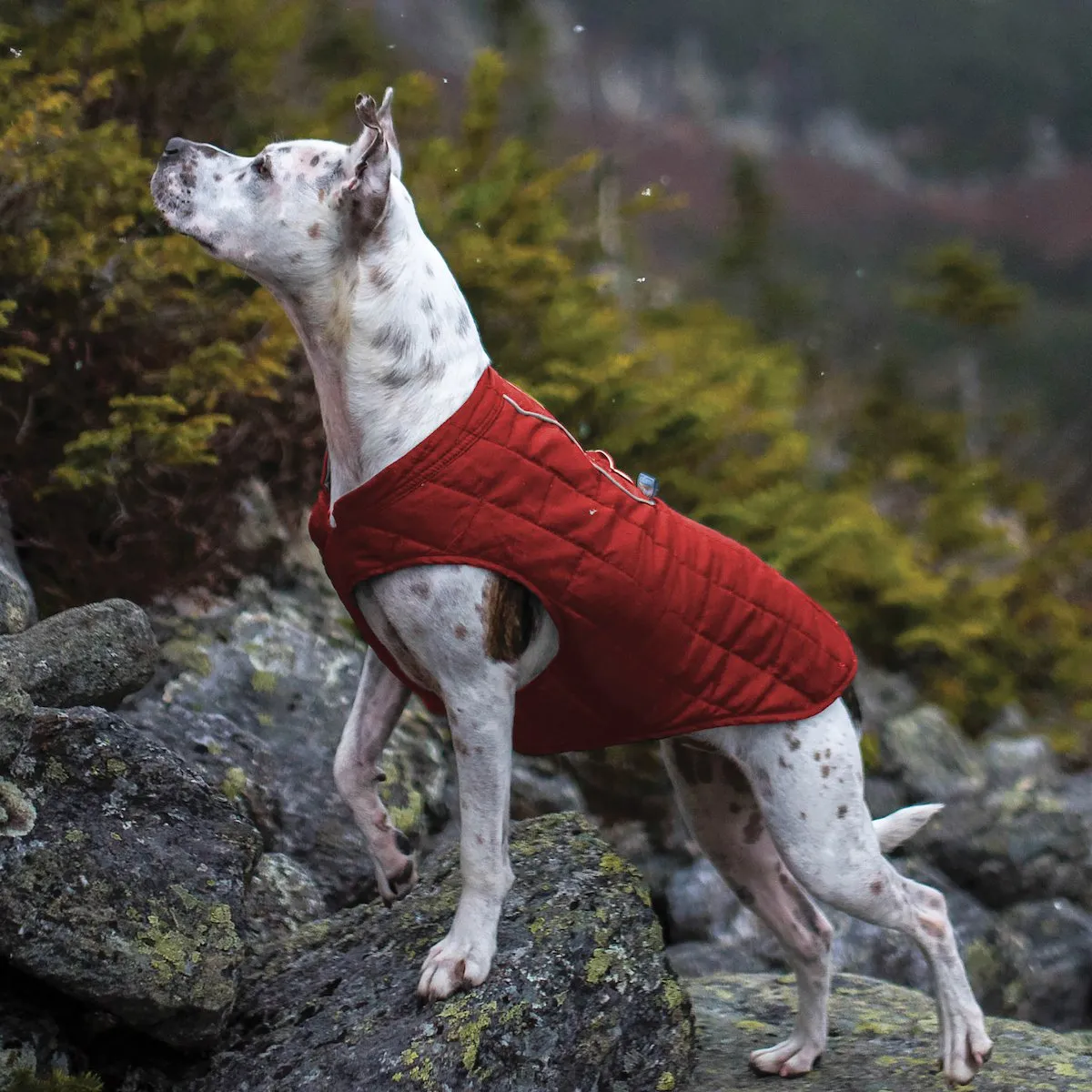 Loft Dog Jacket